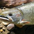 Cutthroat Closeup Cutthroat Closeup